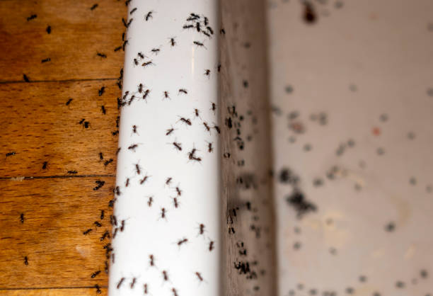 Best Best Pest Control Companies  in William Paterson University Of New Jersey, NJ
